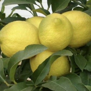 citrons Eureka