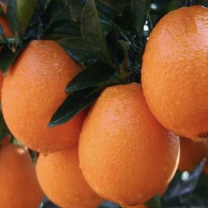 orange Navelina