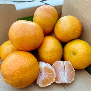 mandarine clemenules